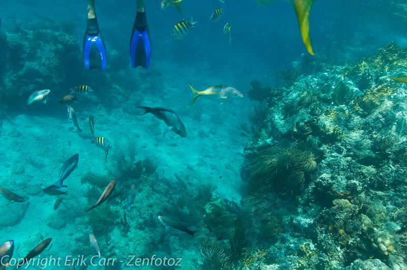 BVI Diving-0014.jpg